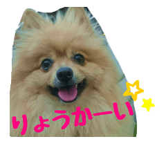 [LINEスタンプ] ポメラニアンのクウちゃん