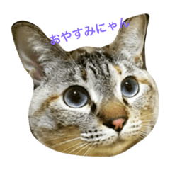 [LINEスタンプ] 蕎麦の会3