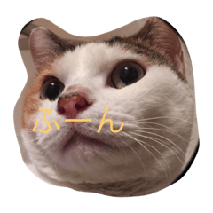 [LINEスタンプ] ちこんぷ