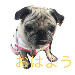 [LINEスタンプ] パグメルのスタンプ