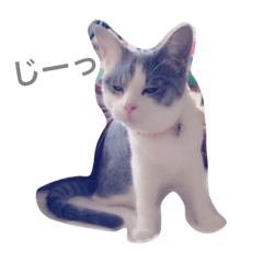 [LINEスタンプ] セナの日常