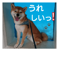 [LINEスタンプ] 柴犬 ゆきち