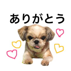 [LINEスタンプ] みんな大好きしずちゃん