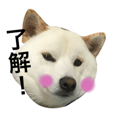 [LINEスタンプ] 白柴コロ助♡