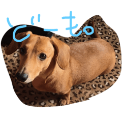 [LINEスタンプ] ちゃぼスタンプ