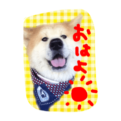 [LINEスタンプ] 秋田犬とまとfamily②