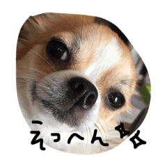 [LINEスタンプ] チワワのカイル②