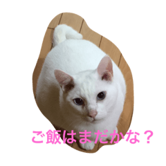 [LINEスタンプ] うちの癒したち