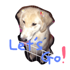 [LINEスタンプ] 我が家の可愛いゴールデンレトリーバー