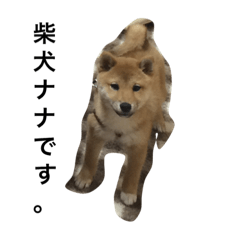 [LINEスタンプ] 柴犬ナナスタンプ。仔犬編。