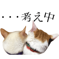 [LINEスタンプ] 可愛い猫！！