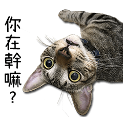 [LINEスタンプ] I have a cat named Cookie
