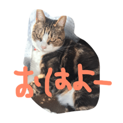 [LINEスタンプ] みーこちゃん