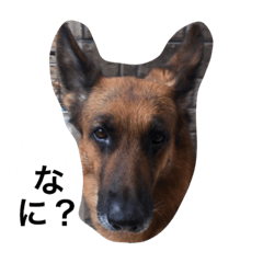 [LINEスタンプ] ジャーマンシェパード1