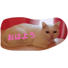 [LINEスタンプ] しらたま会長