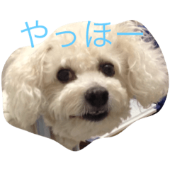 [LINEスタンプ] kikichan memories