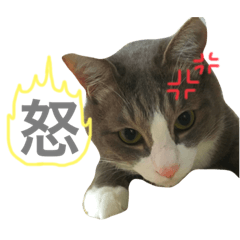 [LINEスタンプ] はちわれ猫の使えるやつ