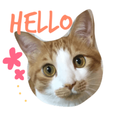 [LINEスタンプ] キョン吉すたんぷ