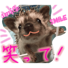 [LINEスタンプ] ハリネズミからの一言