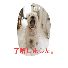 [LINEスタンプ] ウィートンテリア