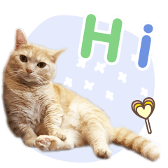 [LINEスタンプ] Orange meow Q