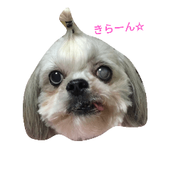 [LINEスタンプ] 可愛いミーパン(シーズー)スタンプ