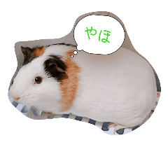 [LINEスタンプ] アインちゃん