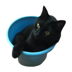 [LINEスタンプ] komagorocat
