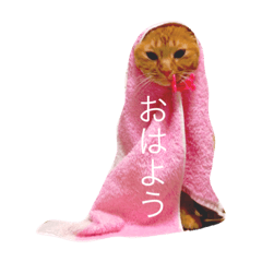 [LINEスタンプ] 楽しい寝顔のモタちゃん