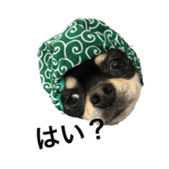[LINEスタンプ] わが家の小波