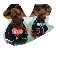 [LINEスタンプ] ミニピン ボスドン