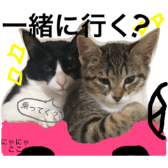 [LINEスタンプ] にゃにゃ＆ここ