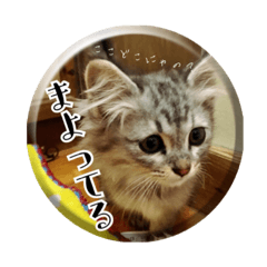 [LINEスタンプ] ねこのマチルダ