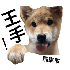 [LINEスタンプ] 犬語