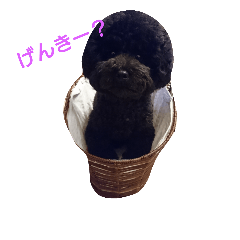 [LINEスタンプ] くろぷーとお友達