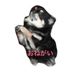 [LINEスタンプ] つぶやきワンコ
