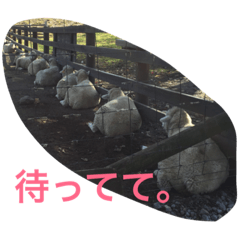 [LINEスタンプ] どうぶつえんの仲間たち
