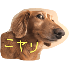 [LINEスタンプ] おじ犬まろん