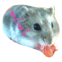 [LINEスタンプ] ハム！ハム！