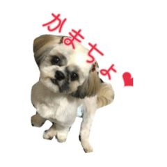 [LINEスタンプ] ココアとチロル