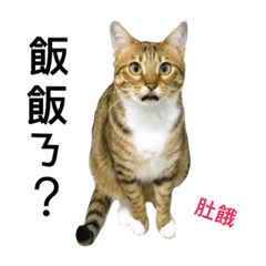 [LINEスタンプ] My Catssssss