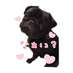 [LINEスタンプ] 黒パグ こまさくん