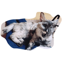 [LINEスタンプ] ねこ。ねこ。