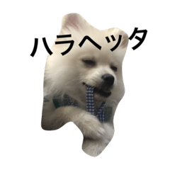 [LINEスタンプ] ポメラニアンのコパンくん