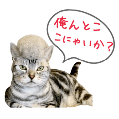 [LINEスタンプ] アメショーとマルックス