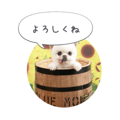 [LINEスタンプ] shiropomeMOCO