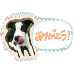 [LINEスタンプ] ノイちゃんスタンプ