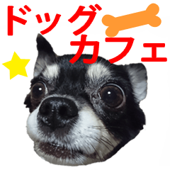 [LINEスタンプ] チワワ好きスタンプ