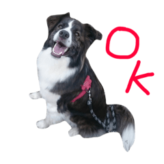 [LINEスタンプ] ジャックの便利スタンプ