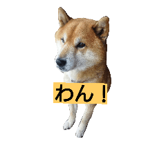 [LINEスタンプ] ごんちゃんすたんぷ